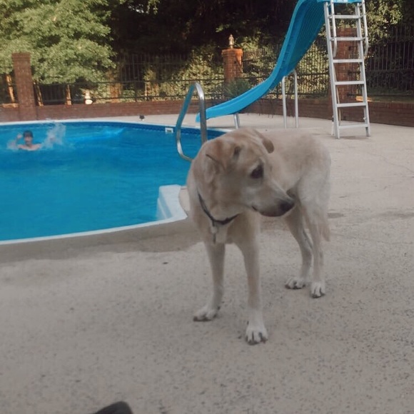 Meet your Posher, Ella - Picture 1 of 1